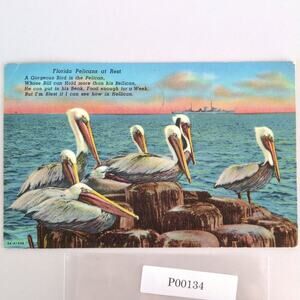 Vintage Florida Litho Postcard Pelicans At Rest Tropical Birds 1967 Cruise Ship